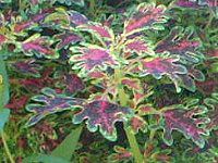 �R���E�X(Coleus)