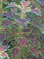 �R���E�X(Coleus)