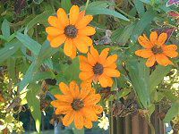 �W�j�A����l�A���X(Zinnia linearis)