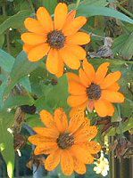 �W�j�A����l�A���X((Zinnia linearis)