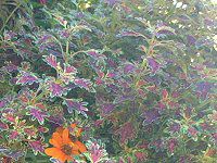 �R���E�X(Coleus)