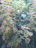 �R���E�X(Coleus)