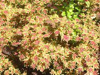 �R���E�X(Coleus)