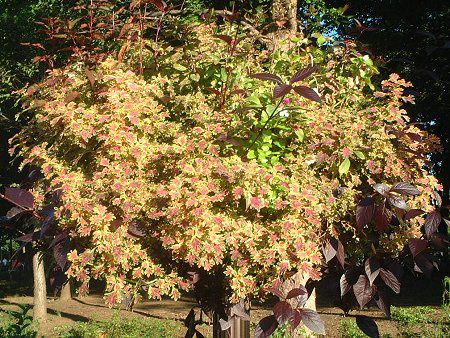 �R���E�X39(Coleus)