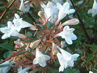 �A�x���A(Abelia)