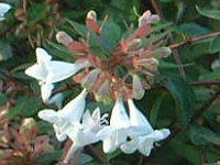 �A�x���A(Abelia)