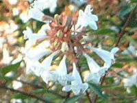 �A�x���A(Abelia)