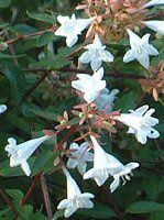 �A�x���A(Abelia)