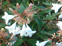 �A�x���A(Abelia)