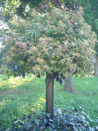 �R���E�X(Coleus)