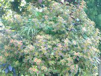 �R���E�X(Coleus)