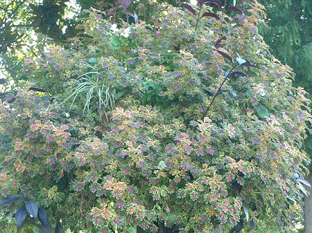 �R���E�X(Coleus)