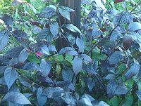 �R���E�X(Coleus)