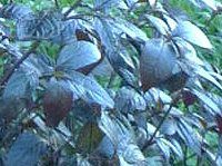 �R���E�X(Coleus)