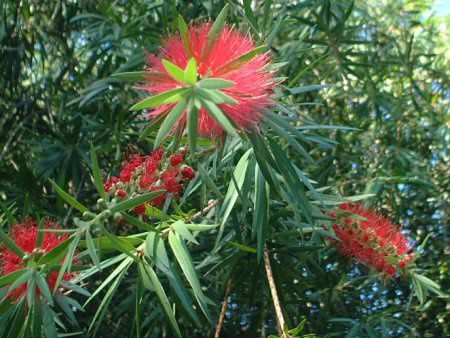 �J���X�e����(Callistemon)
