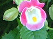 �g���j�A(Torenia)