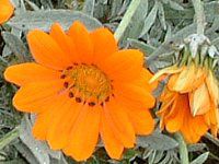 �K�U�j�A(Gazania)