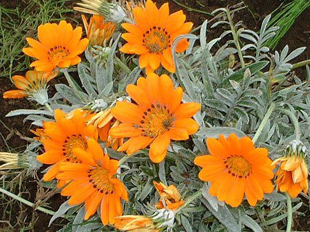 �K�U�j�A(Gazania)