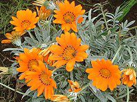 �K�U�j�A(Gazania)