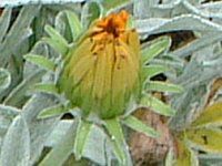 �K�U�j�A(Gazania)