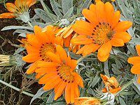 �K�U�j�A(Gazania)