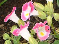 �g���j�A(Torenia)