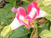 �g���j�A(Torenia)