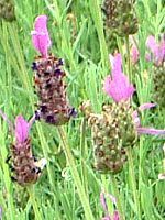 �X�g�G�J�X�E���x���_�[(Stoechas lavender)