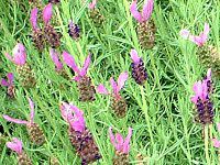 �X�g�G�J�X�E���x���_�[(Stoechas lavender)