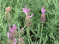 �X�g�G�J�X�E���x���_�[(Stoechas lavender)