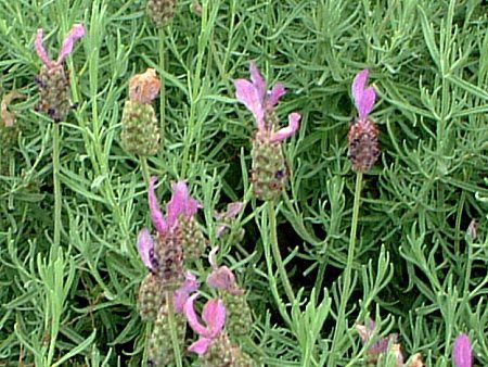 �X�g�G�J�X�E���x���_�[(Stoechas lavender)