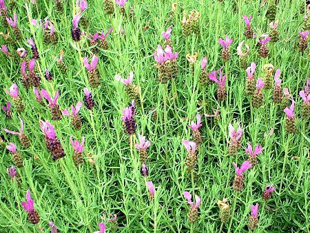 �X�g�G�J�X�E���x���_�[(Stoechas lavender)