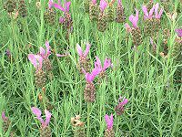 �X�g�G�J�X�E���x���_�[(Stoechas lavender)