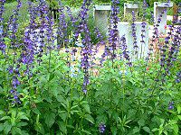 ���x���_�[�Z�[�W(Lavender sage)