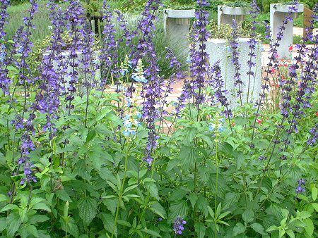���x���_�[�Z�[�W(Lavendersage)