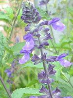 ���x���_�[�Z�[�W(Lavender sage)