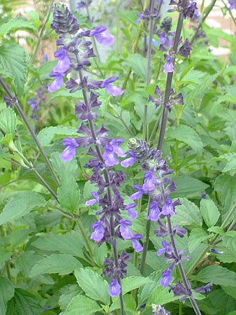 ���x���_�[�Z�[�W(Lavendersage)