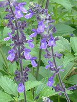 ���x���_�[�Z�[�W(Lavender sage)