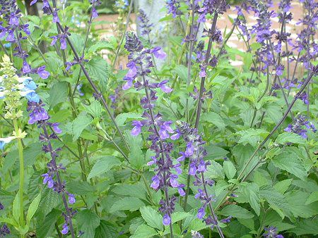 ���x���_�[�Z�[�W(Lavendersage)