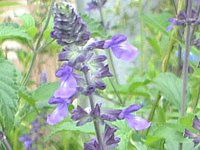 ���x���_�[�Z�[�W(Lavender sage)