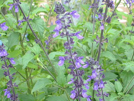 ���x���_�[�Z�[�W(Lavendersage)