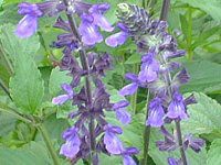���x���_�[�Z�[�W(Lavender sage)