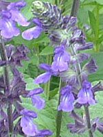 ���x���_�[�Z�[�W(Lavender sage)