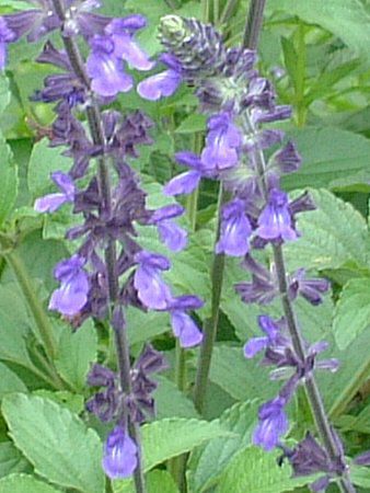 ���x���_�[�Z�[�W(Lavendersage)