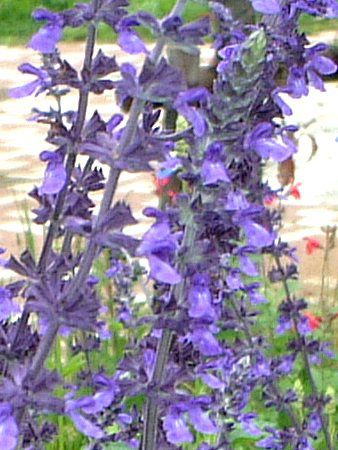 ���x���_�[�Z�[�W(Lavendersage)