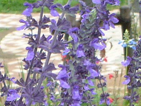 ���x���_�[�Z�[�W(Lavendersage)