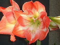 �A�}�����X�iAmaryllis�j