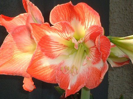 �A�}�����X(Amaryllis)