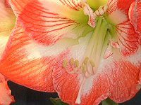 �A�}�����X(Amaryllis)