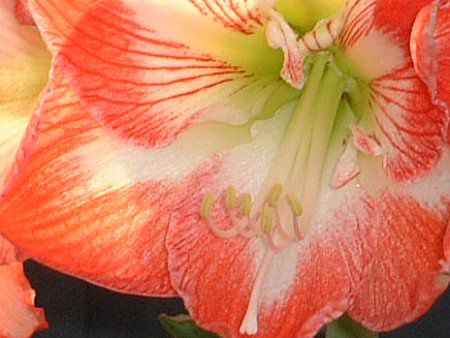 �A�}�����X(Amaryllis)